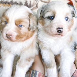 Australian Shepherds and Miniature Australian Shepherds from Wine Cup Ranch Aussies