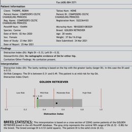 Butters - Light golden female Golden Retriever puppy in Niles, Michigan from Family Raised Goldens