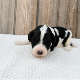 Pongo - Tri-color male Bernedoodle puppy in Wamego, Kansas from Doodles of Oz