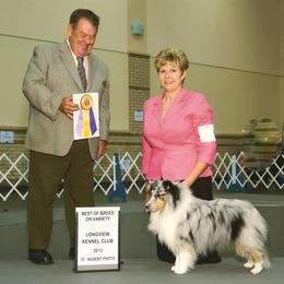 Shetland Sheepdog All Grown Up from Promise Shelties