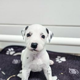 Roksha - White and black female Dalmatian puppy in Gray, Georgia from Fuller Spots