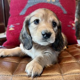 Dachshund Puppies from Loveland Doxies