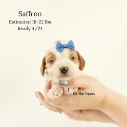 Saffron (Blue Collar Boy) - Blenheim male Cavapoo puppy in Republic, Missouri from Red Skye Puppies