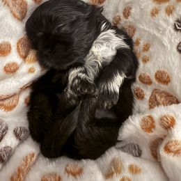 Cindy Lou (Who) - Black and white female Shih Tzu puppy in Taylorsville, North Carolina from Blue Ridge Shih Tzus