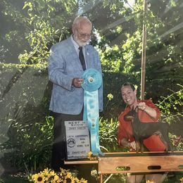 Border Terriers and Manchester Terriers from Vaquera Manchester Terriers