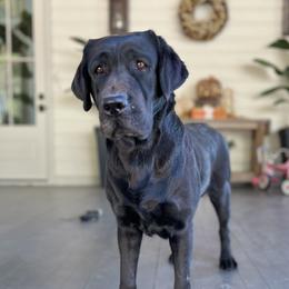 Nova - Labrador Retriever