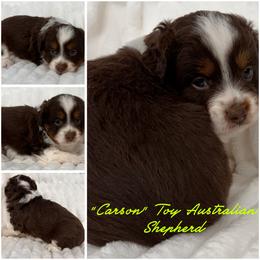 Carson - Red tri-color male Australian Shepherd puppy in Hico, Texas from Chisholm Trail Kennels