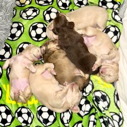 Shaded cream - Cream female Dachshund puppy in Tahlequah, Oklahoma from Love Some Dogs Dachshunds & Cavalier King Charles Spaniels,Cavapoos