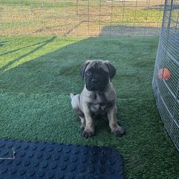 Light Purple - Red fawn female Bullmastiff puppy in Cedar Creek, Texas from Jenkins Family Bullmastiffs