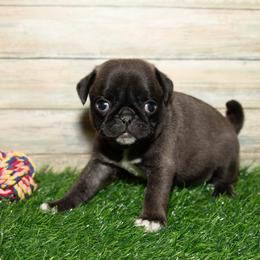 Lilly (white) - Silver female Pug puppy in Hereford, Arizona from Broken Road Ranch Pugs
