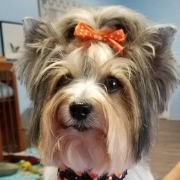 Rye - Biewer Terrier