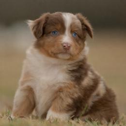 Tugboat - Red merle female Miniature Australian Shepherd puppy in Hartman, Arkansas from Southern Edition Aussies