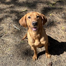 Boges - Labrador Retriever