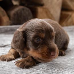 Boy 1 - Chocolate and tan male Dachshund puppy in Stilwell, Oklahoma from Ross's Desert Doxies