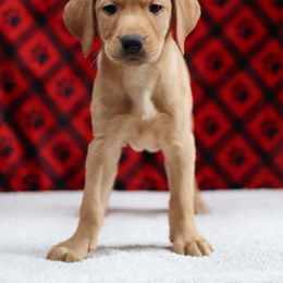Labrador Retriever Puppies from Sun Ridge Labradors