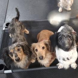 Dachshunds from Misty's Dachshunds