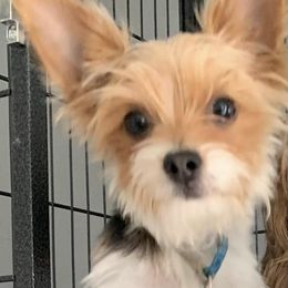 Bulma - Yorkshire Terrier