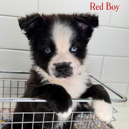 Red - Black & white male Miniature Australian Shepherd puppy in Newberry, Florida from Southern with Grace Mini Aussies