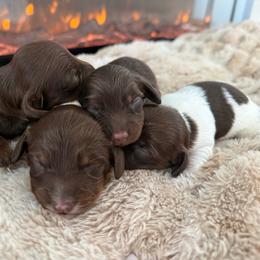 Tank - Piebald male Dachshund puppy in North Fort Myers, Florida from Trust Fund Devil Kennel