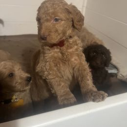 Goldendoodle Puppies from Dream Lake Doodles