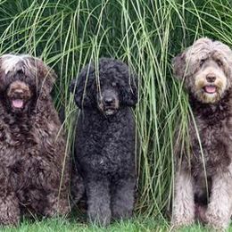 Portuguese Water Dogs from Anibays Portuguese Water Dogs