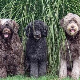 Portuguese Water Dogs from Anibays Portuguese Water Dogs