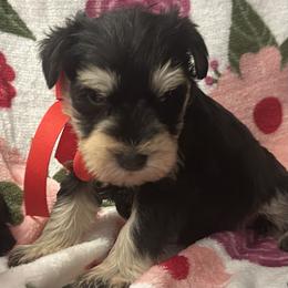 Male 2 - Black and silver male Miniature Schnauzer puppy in Granville, Ohio from Shull Mini Schnauzers