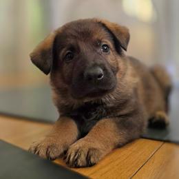 Green collar (Muffin) - Sable male German Shepherd puppy in Hermitage, Pennsylvania from Shepherds of the Hundred Acres