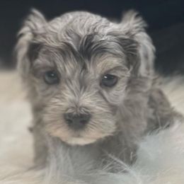 Falcon - Merle male Maltipoo puppy in Lebanon, Kentucky from Mosaic Merle Doodles