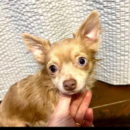 Lilo - Chihuahua