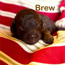 Brew - Brown male Poodle puppy in Ardmore, Oklahoma from The Poodles of Green Acres