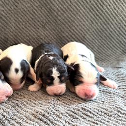Bernedoodle puppies from T.M. Poodles & Doodles