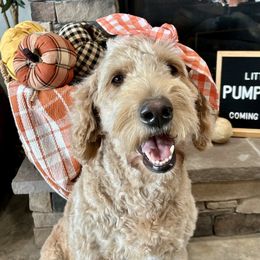Daisy - Goldendoodle