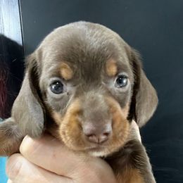 Jojo - Chocolate and tan female Dachshund puppy in Bigfork, Minnesota from Dachshunds Up North