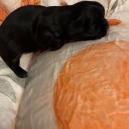 Macademia (Mac) - Black and white male Shih Tzu puppy in Bluffton, South Carolina from Cuddly Coastal Cuties