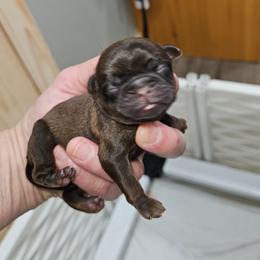Belge boy - Belge male Brussels Griffon puppy in Fyffe, Alabama from BamaBrussels