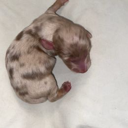 Dachshund Puppies from Hetu's Dachshunds