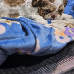 Rolo - Tricolor male Shih Tzu puppy in Kings Mountain, North Carolina from NC Shih Tzus by Tammy