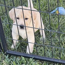 Labrador Retriever Puppies from Flashylabs AKC GRAND CHAMPION SIRED