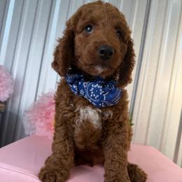 Sir Apollo - Red  male Poodle puppy in Plainwell, Michigan from Northern Heart Standards