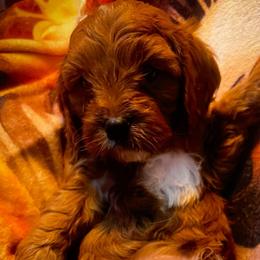 Mr Irange - Red male Cavapoo puppy in Maple Grove, Minnesota from Honey Bit Kennels