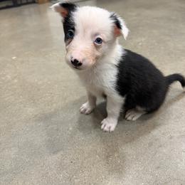 George - Black and white male Border Collie puppy in Washburn, Missouri from BS Farms