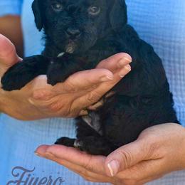 Goldendoodle Puppies from JoZy's Doodles