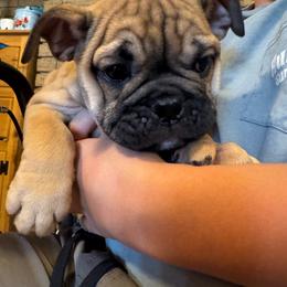 Star bright - Chocolate tri-color female Bulldog puppy in Toccoa, Georgia from The Grooming Barn LLC/ Wet Dog Ranch