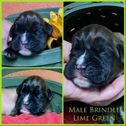 Boy 1 - Brindle male Boxer puppy in Butler, Pennsylvania from Schaible's Boxer Huddle