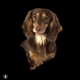 Razor - Dachshund