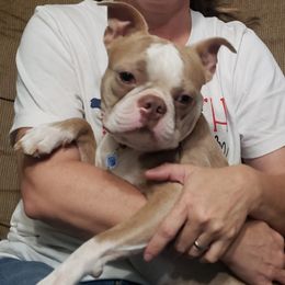 Oliver - Boston Terrier