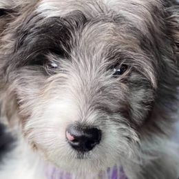 Aussiedoodles and Goldendoodles from Shiloh Doodles