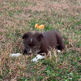 Jesse (PRICE DROP) - Red & white female Miniature Australian Shepherd puppy in Stuart, Iowa from Arbor Hill Aussies