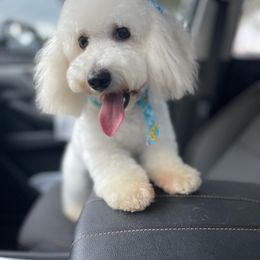 Missy - Poodle
